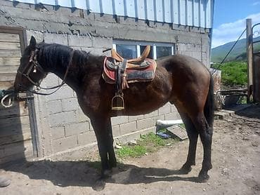 кошки мейн кун: Продаю | Конь (самец) | Английская — 3