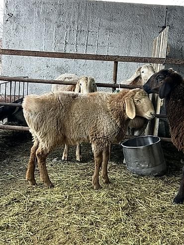 дончак ат: Продаю | Овца (самка) | Эдильбаевская | На забой — 1