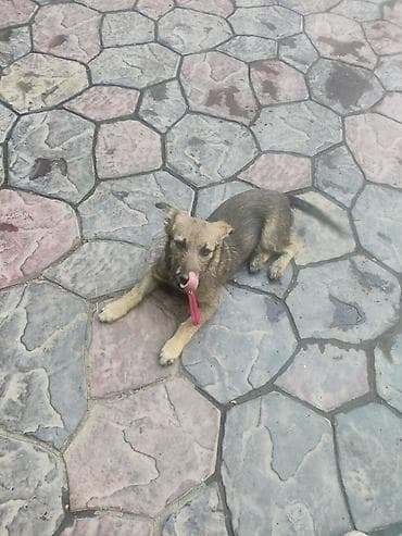 Щенок среднего размера, дворняжка. Окрас серо-коричневый с более