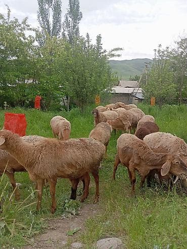 стригу баранов: Продаю | Ягненок, Овца (самка) | Арашан | Для разведения | Котные, Матка — 1