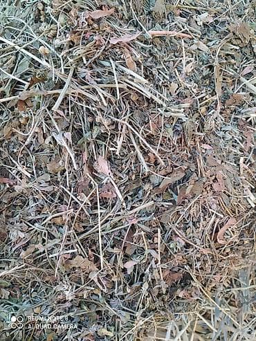 тюки с поля: Сено в тюках - Заготовлено в прямоугольные тюки, плотная прессовка — 5