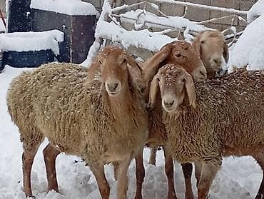 Продаю | Овца (самка) | Для разведения