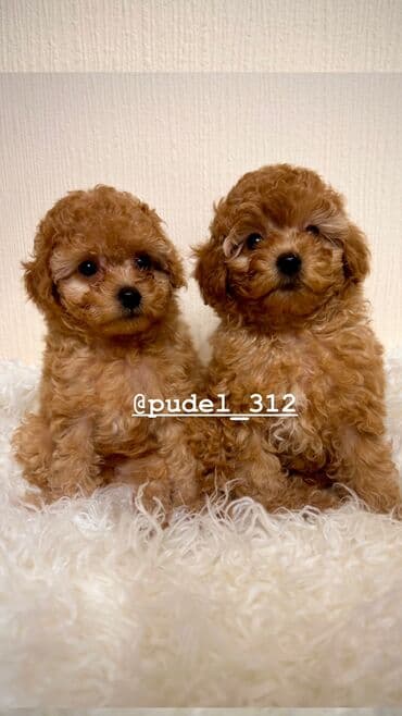 Продажа собак: Продаются щенки той пудели . С родословной! Идеальная порода которая — 5