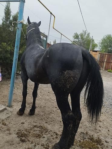 дешевые дачи: Семиз Айгырлар байталдар кунандар быштылар сатылат адрес Новопокровка — 4