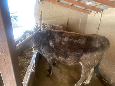 телки швиц: Продаю | Корова (самка) | Для разведения | Нетель — 8