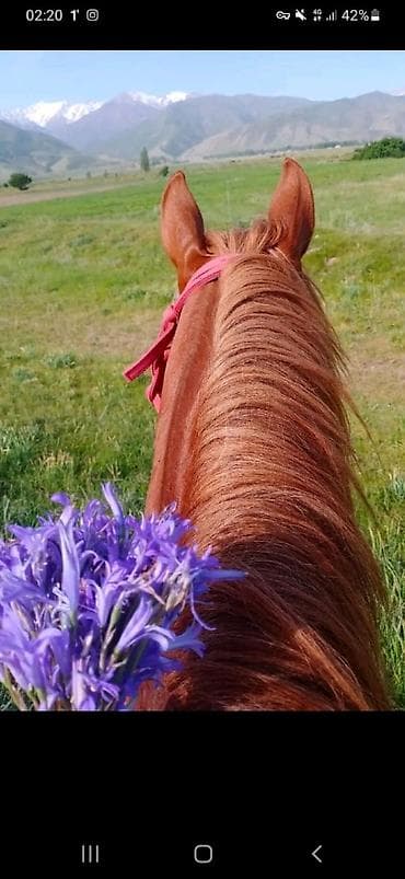 Салам алейкум туугандар Мал бакканга малчы керек только Уй торпок