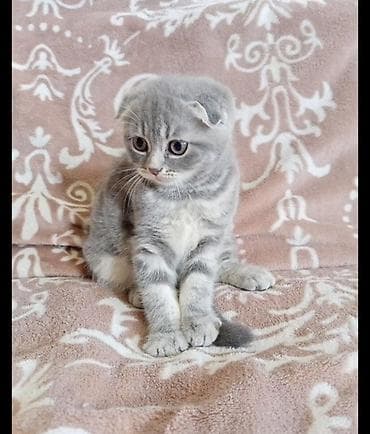 шотландский скоттиш страйт: Шотландский вислоухий котёнок (Scottish Fold) Описание: - Окрас — 1