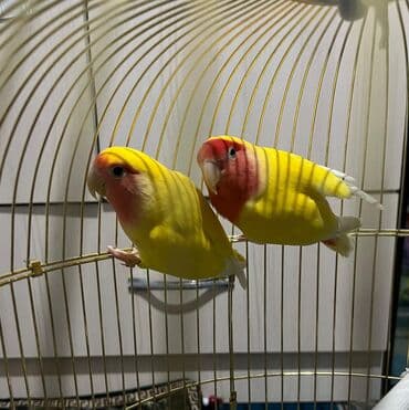дом попугая: Попугай Неразлучники пара клеткасы менен — 1