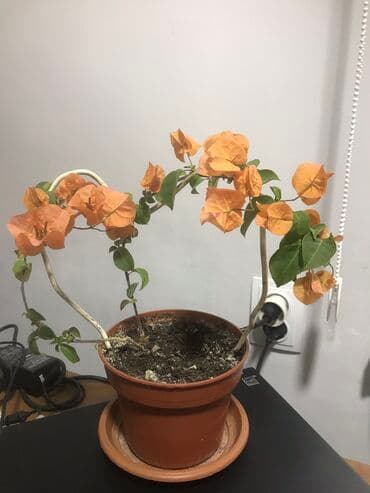 Бугенвилия 500 сом