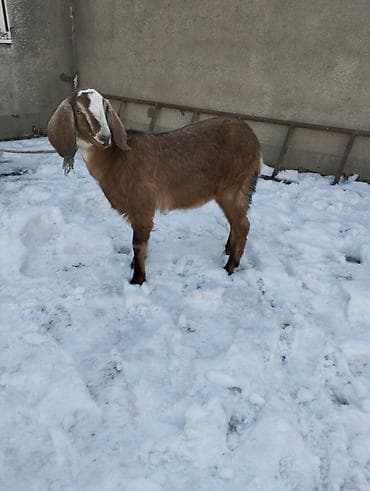 тайлар арзан: Продаю | Коза (самка) | Битал | Для разведения | Племенные — 2