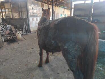 купить хаски чистокровную: Продаю | Кобыла (самка) | На забой — 10