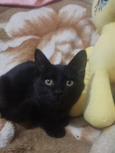 стерилизовать кота: 4 месяца, Девочка, Проглистована — 12