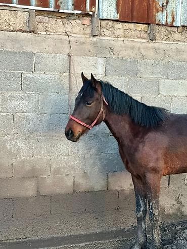 рабочие лошади: Продаю | Жеребец | Рабочий — 2