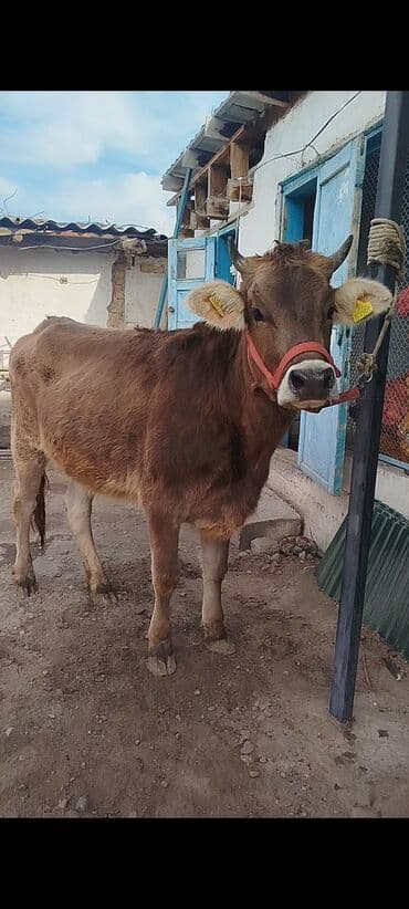 хомяк домашний купить: Продаю | Тёлка | Для разведения | Привязанные — 3