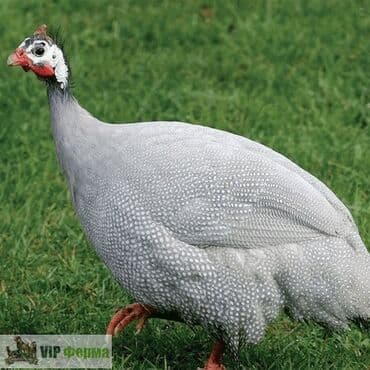 продам курей: Продаю цессарок цена договорная — 1