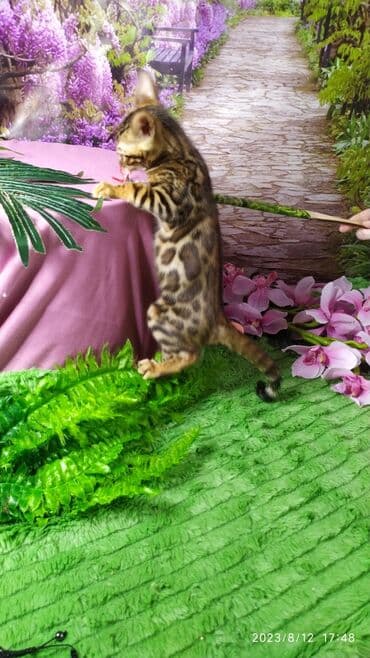 сколько стоит котенок британской золотой шиншиллы: Друзья. Бенгальские котята !! Проф.Питомник Бен Гла Мур предлагает — 5