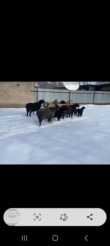 Собаки: Продаю | Овца (самка) | Полукровка | Для разведения | Племенные — 6