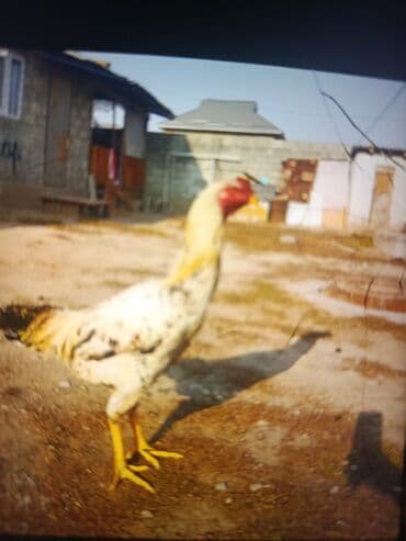 хомяк домашний купить: Продаю | Петух | Домашняя | Для разведения — 1