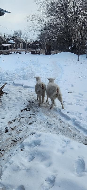 Продаю | Козлёнок | Для молока | Осеменитель