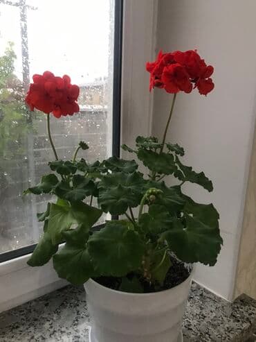 саженцы роз: Герани и пеларгонии — 2