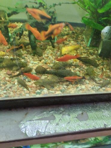 малек форели: Гуппи 35с меченосцы от 50 с анцитрусы мальчики взрослые по 300с — 14
