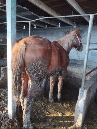 Жылкылар, аттар: Сатам | Байтал | Көбөйтүү үчүн — 2