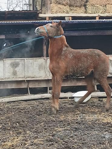 жеребец польша: Продаю | Жеребец | Рабочий — 1