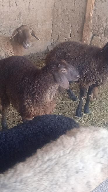Услуги ветеринара: Продаю | Овца (самка) | Для разведения | Ярка — 4