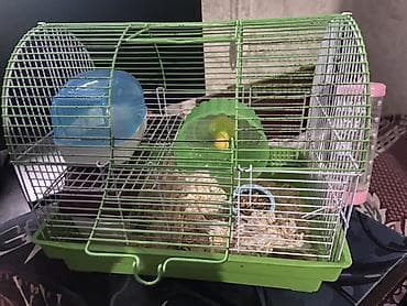 кошки балыкчы: Продаю клетку для хомяков Есть все принодлежности, состояние хорошое — 3