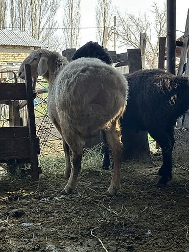 Баран, овца: Продаю | Баран (самец) | Арашан | Для разведения | Осеменитель — 3