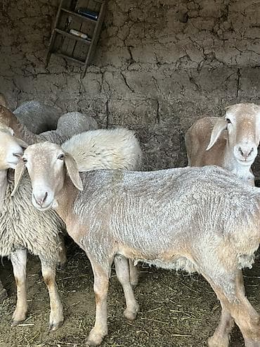 жаны асый: Сатам | Ургаачы кой (ургаачы) — 6