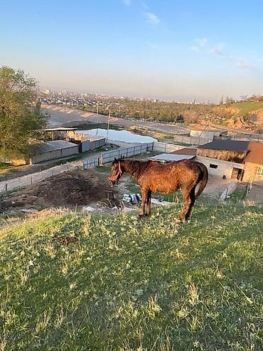 Продаю | Кобыла (самка) | Рабочий | Мерин