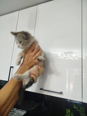 Отдам даром кошку: Кошка даром: Экзотическая, 2 месяца, Девочка, Приучена к лотку — 7