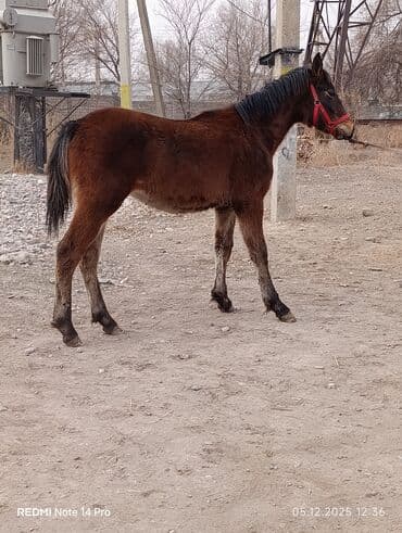 сколько стоит британская золотая шиншилла: Продаю | Жеребенок | Для разведения — 10
