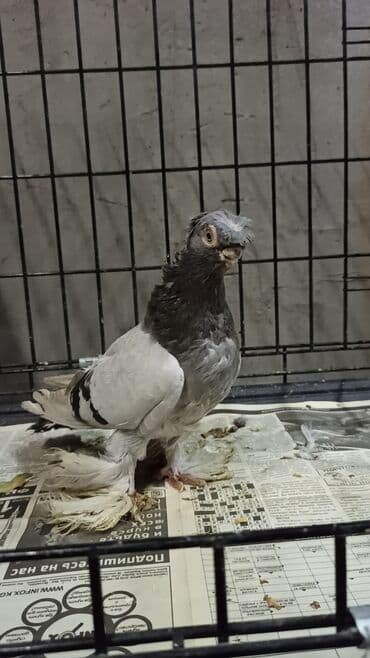 породистые голуби цена: Голуби (САМЦЫ) на продажу. Закрытые, не гоненные, плодные. Нахожусь в — 2