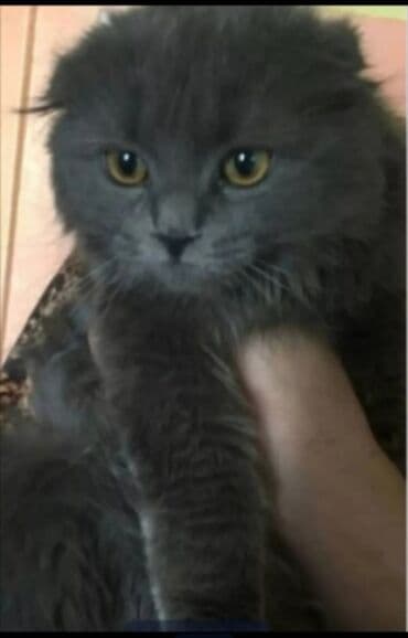 Грызуны: Шотландские вислоухие котята (Scottish Fold) - Окрас: черный — 3