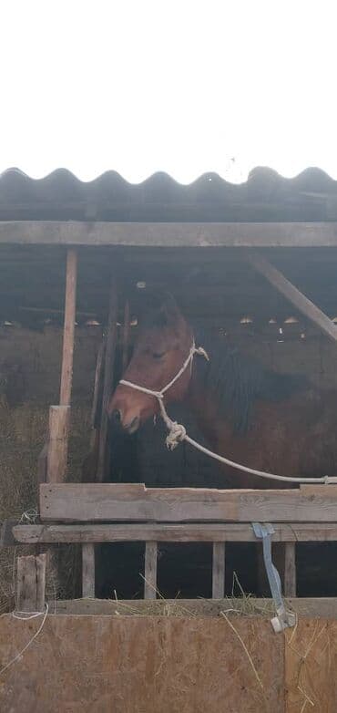 фелуцен для коров цена бишкек: Продаю | Кобыла (самка) | На забой — 6