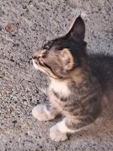 кошка кот: Отдам бесплатно девочка подобрала у дома Котёнок серо-тигрового окраса — 7