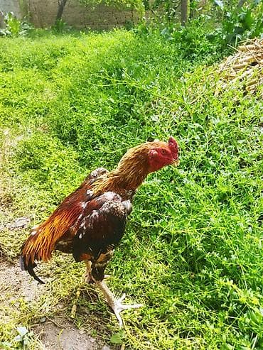 купить птиц: Продаю | Петух | Для разведения — 2
