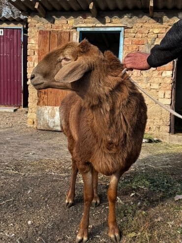 кормовая соль для животных: Продаю | Баран (самец) | Эдильбаевская | Для разведения | Племенные — 3