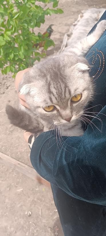 алабай самка: Шотландская вислоухая кошка (Scottish Fold) Срочно продаю породистую — 2