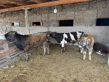 кошки сокулук: Сатам | Музоо | Аргын | Көбөйтүү үчүн — 4