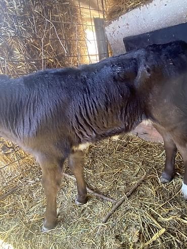 Ветеринар кызматы: Сатам | Музоо | Бордоп семиртүү үчүн — 1