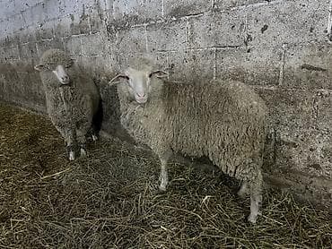 мака сото: Продаю | Ягненок | Меринос — 3