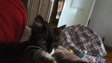 отдам в добрые руки котенка: Котята . отдам в хорошие руки. - На фото — помет из трёх котят: два — 8