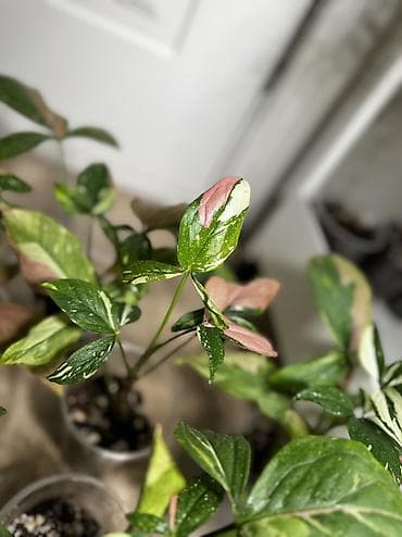 Сингониум Ред спот триколор Хороший вар Самовывоз 7 мкр - Уход