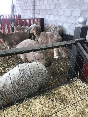 стришка барана: Продаю | Овца (самка) | Арашан | Для разведения | Ярка — 3