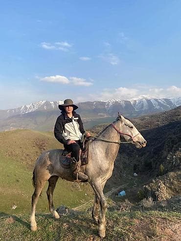 индоутка цыплята: Продаю | Конь (самец) | Рабочий — 2