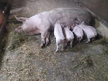 ежик купить: Продаются поросята, крупная белая, родились 16 января, зубки — 7