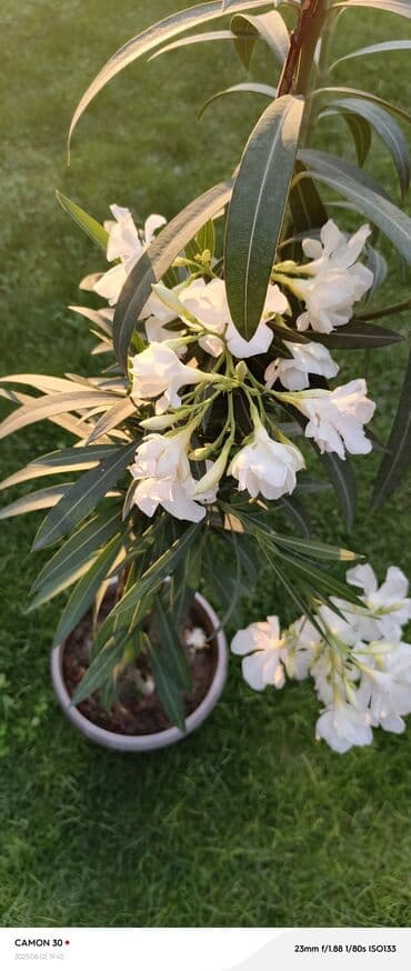 продажа рассады: Көчөттөр гүлдүн — 17